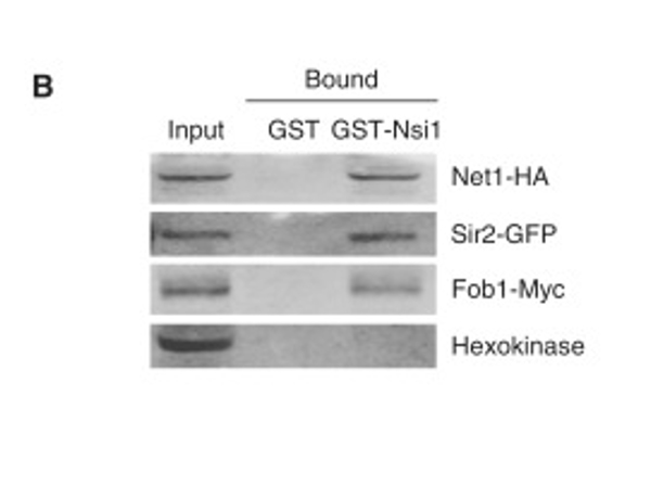 Pull down assay using GFP HRP